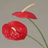火百合
