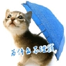 为什么不理我