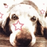 星星狗