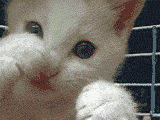 小猫打拳