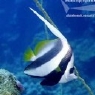 海水鱼11