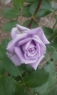 玫瑰花
