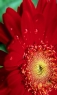 花蕊