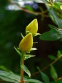 花蕾