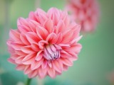 粉色大丽菊