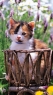 小猫