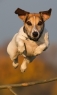 狗
