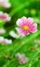 粉红色的花