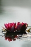 莲花