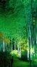 竹林风景