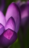 郁金香花瓣