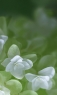 白色的花