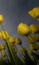 郁金香