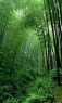 竹林风景