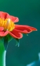 花芯