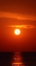 夕阳红