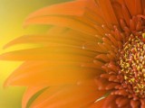 花蕊