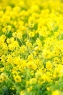 油菜花