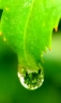 晶莹露珠