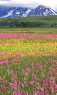 风景