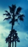 椰树