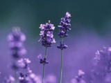 薰衣草