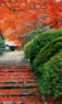 风景