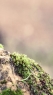风景