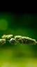 绿色植物