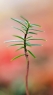 绿色植物