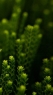 绿色植物