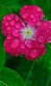 花与露珠