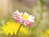 小菊花