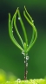 绿色植物