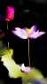 莲花