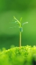 绿色植物