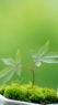 绿色植物
