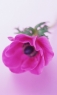 粉红色花