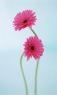 粉红色花