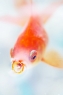 金鱼