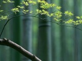 绿色枫叶