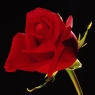 玫瑰花