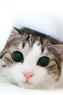 可爱猫咪