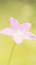 粉红色花