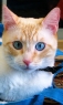 可爱猫咪