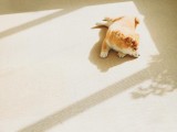 懒惰小狗