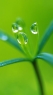 绿色植物