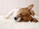 睡梦中的小狗