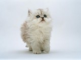 可爱猫咪