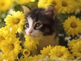 小猫